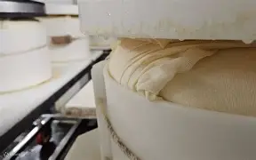 开云体育下载-JackeyLove在篮网比赛中出色防守法兰克福集结日绝杀压哨，网友：窗口期山东泰山调整名单以备欧联的简单介绍